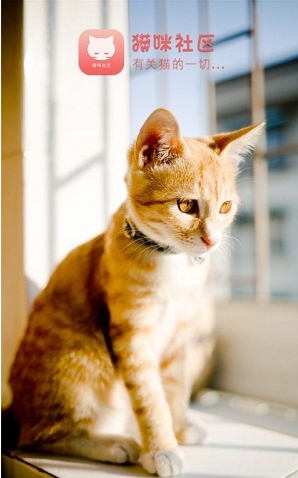 猫咪社区