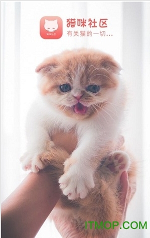 猫咪社区