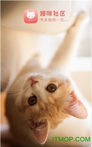 猫咪社区