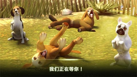 我的寄宿狗屋