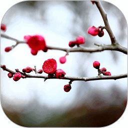 梅花易数笔记app官方手机版