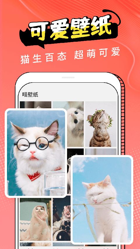 pet猫翻译