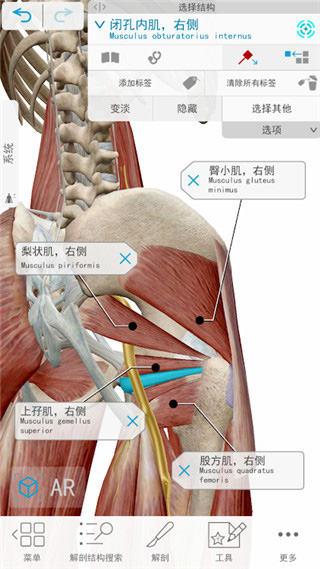 atlas人体解剖学图谱
