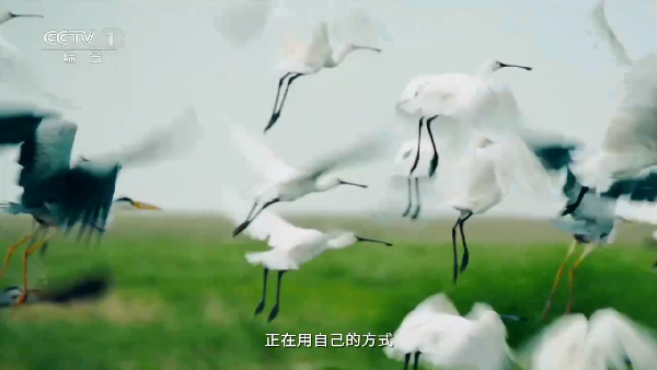 赛雷TV