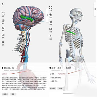3dbody解剖免费版4