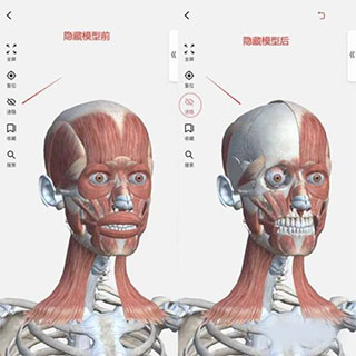 3dbody解剖免费版5