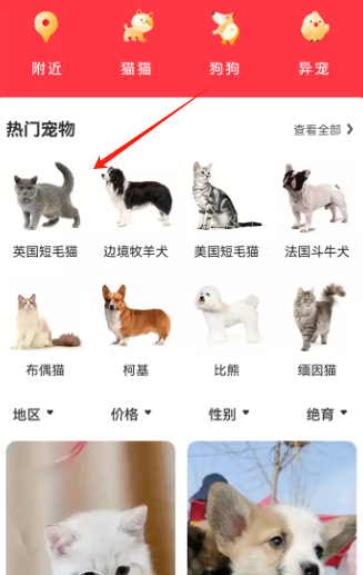 宠物宝app官方版 宠物宝app官方版