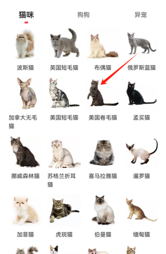 宠物宝app官方版 宠物宝app官方版
